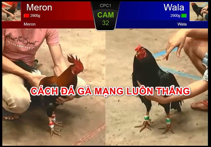 Cách chơi đá gà trên mạng luôn thắng